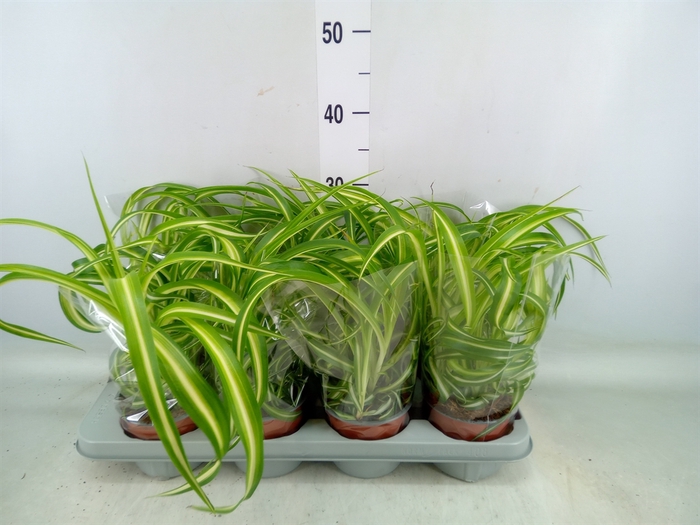 <h4>Chlorophytum com. 'Bonnie'</h4>