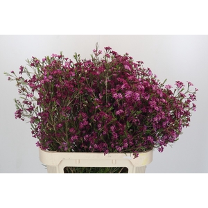 Chamelaucium Purple Rain