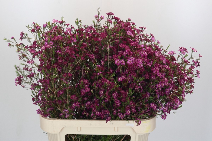 <h4>Chamelaucium Purple Rain</h4>