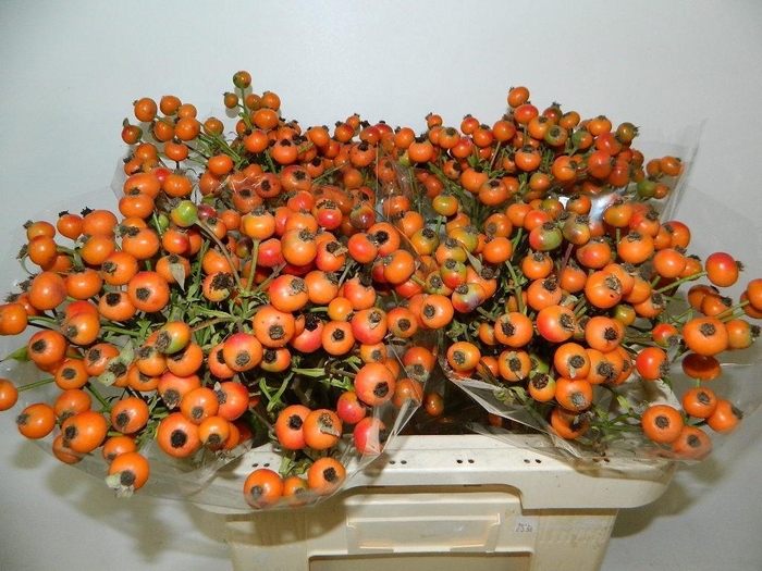 <h4>ROSA ORANGE FRUITILI</h4>