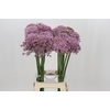 Allium Pink Jewel
