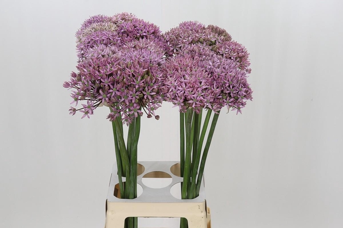 <h4>Allium Pink Jewel</h4>