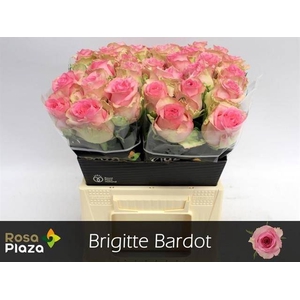 Rosa large brigitte bardot