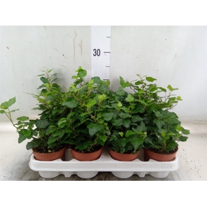 Hedera helix 'Wonder'