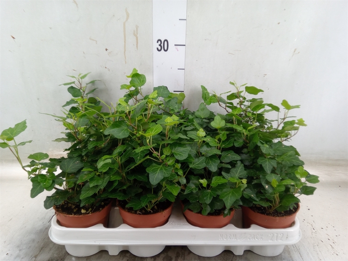 <h4>Hedera helix 'Wonder'</h4>