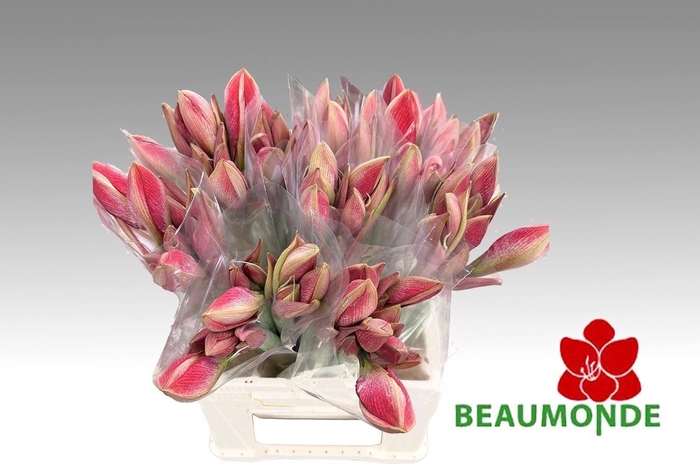 <h4>HIPP GA MAESTRO</h4>