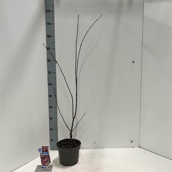 Acer palmatum Trompenburg
