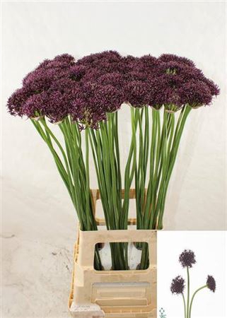 <h4>Allium Atropurpureum</h4>