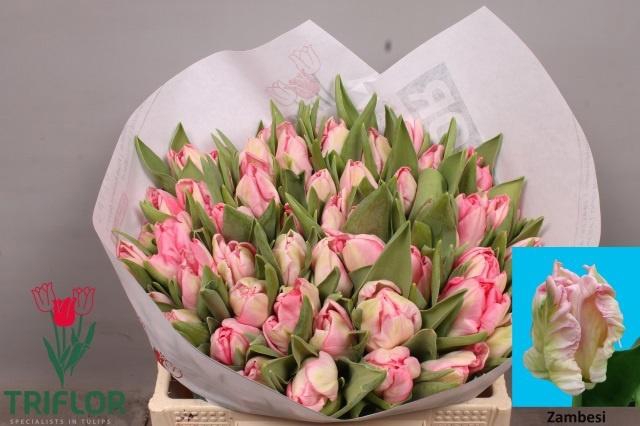 <h4>TU PA ZAMBESI</h4>