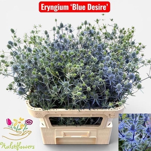 ERYNGIUM OV ERYN OV