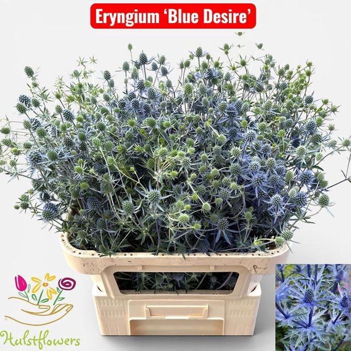 <h4>ERYNGIUM OV ERYN OV</h4>