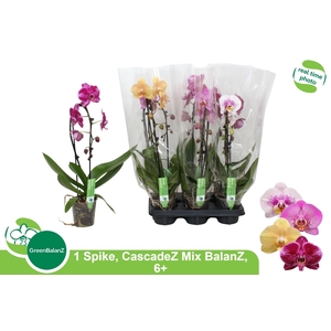 PHAL EL CASCADE