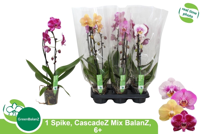 <h4>PHAL EL CASCADE</h4>