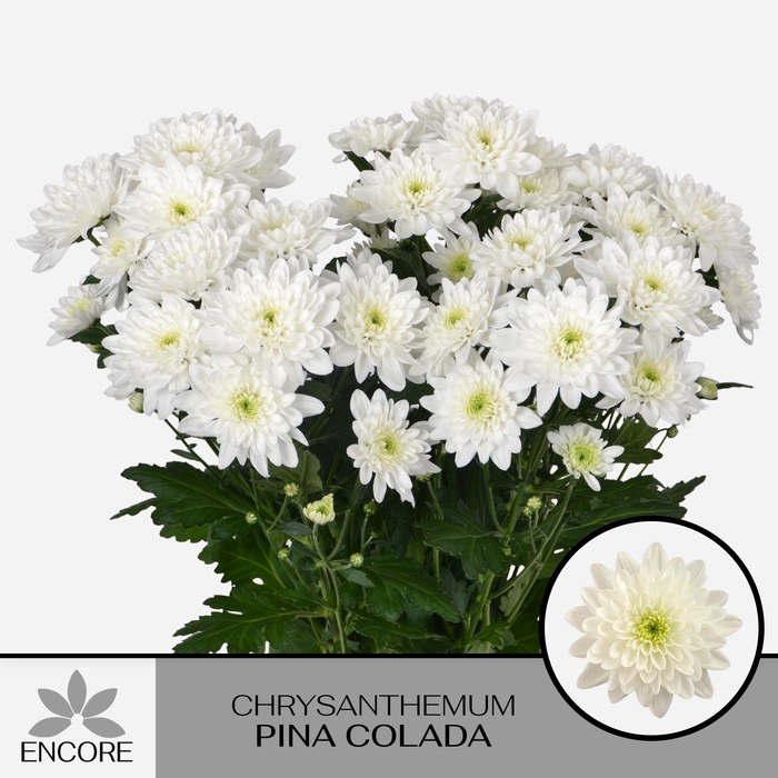 <h4>CHR T PINA COLADA</h4>