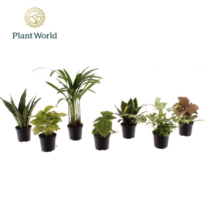 kamerplanten