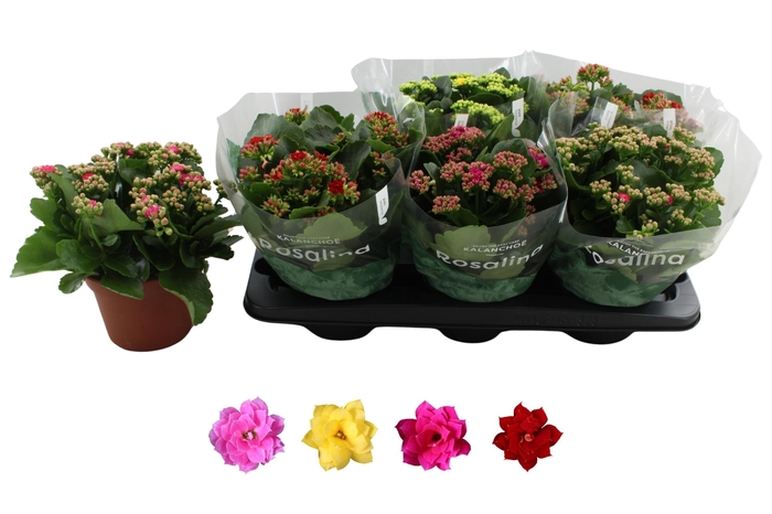 <h4>KAL GE RO GEM 4 KL</h4>