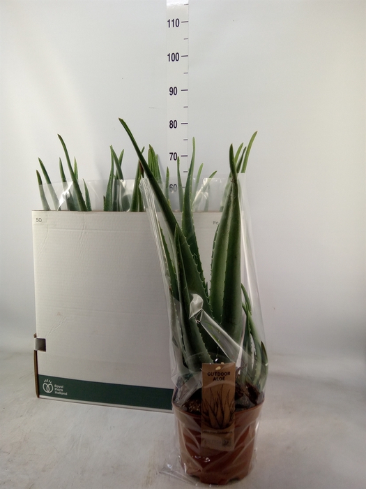<h4>Aloe vera</h4>