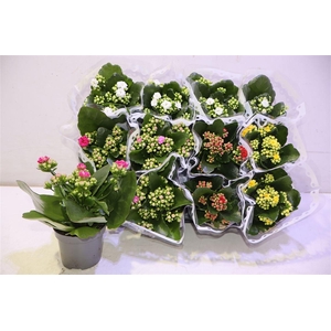 arr8 Kal Ge Gem 5 Kl