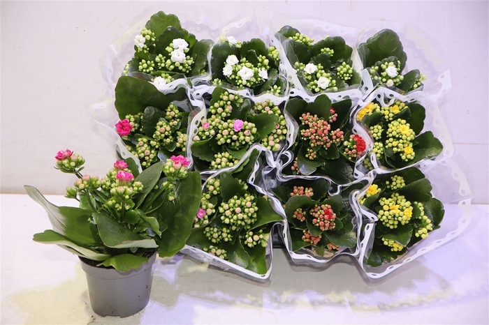 <h4>arr8 Kal Ge Gem 5 Kl</h4>