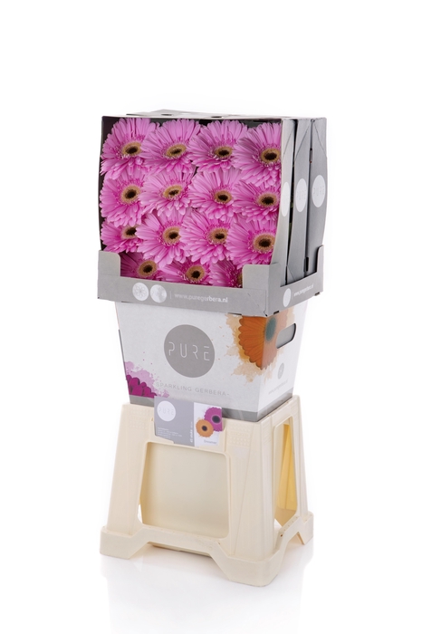 <h4>Gerbera Dreamer Diamond</h4>