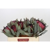 Protea Barbigera Ruby Princess Air