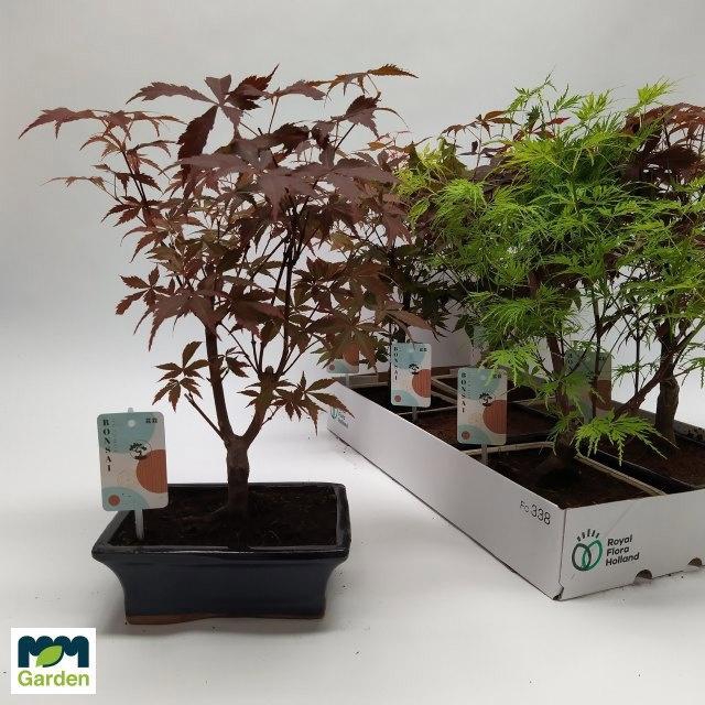 <h4>BONSAI GEM</h4>