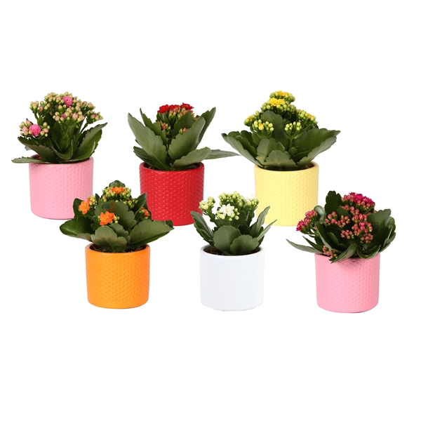 <h4>KP-753.1 - Kalanchoe Rosalina 7cm in stippenpot ton sur ton</h4>