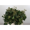 Hedera Bundle