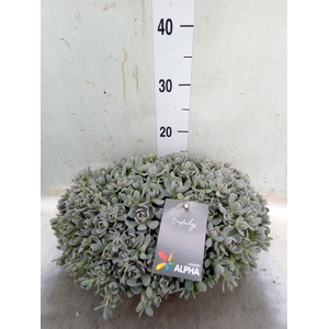 Orostachys furusei