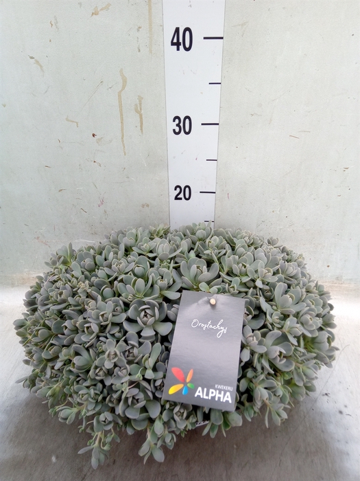 <h4>Orostachys furusei</h4>