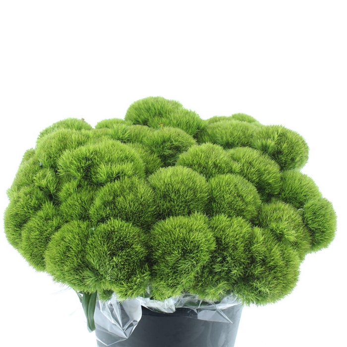 <h4>Di Barb Kiwi Mellow</h4>