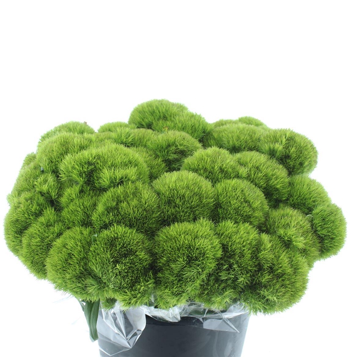 <h4>Di Barb Kiwi Mellow</h4>