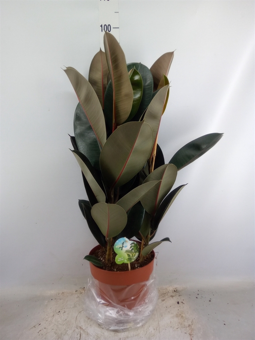 <h4>Ficus elastica 'Abidjan'</h4>