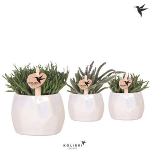 Kolibri Greens Rhipsalis mix in Pearl pot travertine