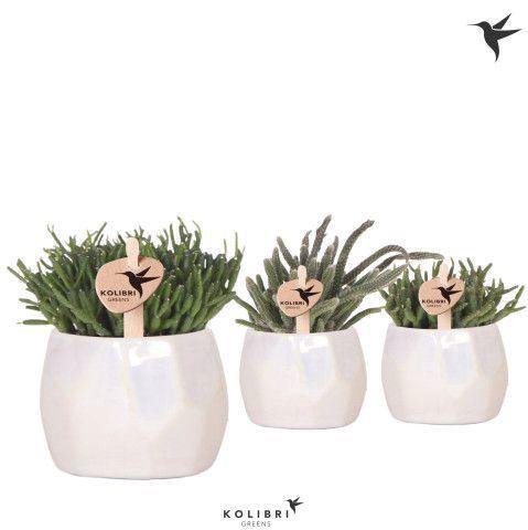 <h4>Kolibri Greens Rhipsalis mix in Pearl pot travertine</h4>