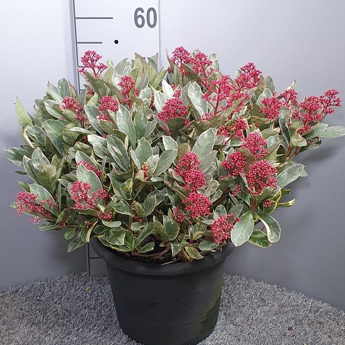 <h4>Skimmia japonica 'Perosa'</h4>