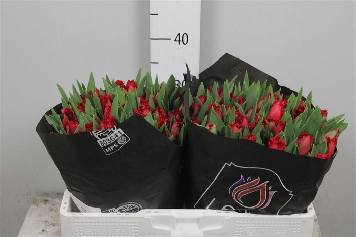 <h4>Tu Fr Indiana</h4>