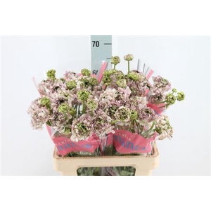 Ranunculus Brushmark Seti 50cm