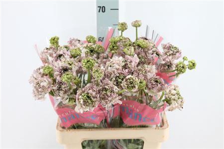 <h4>Ranunculus Brushmark Seti 50cm</h4>