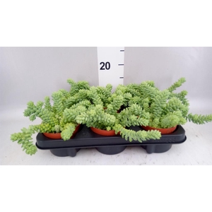 Sedum burrito