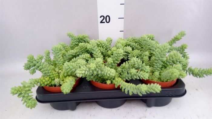<h4>Sedum burrito</h4>