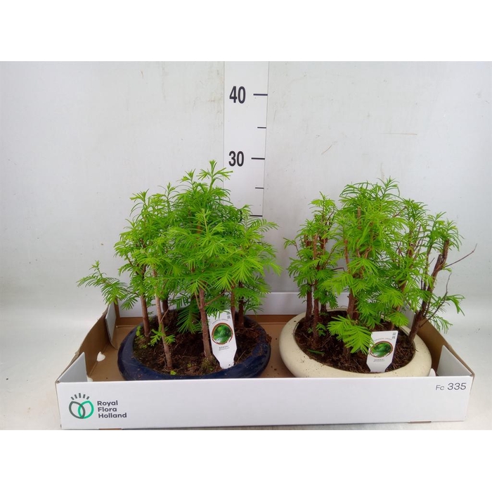 <h4>Bonsai   ...</h4>