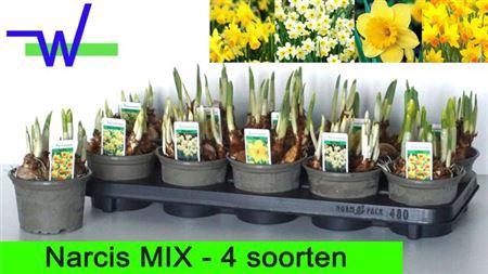 <h4>Narc Gem 4 Srt</h4>