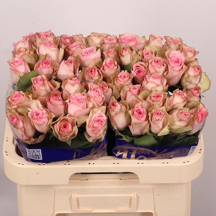 <h4>R GR PALOMA STEFFI</h4>