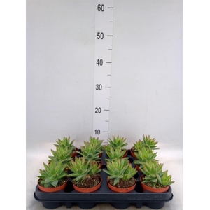 Aloe brevifolia