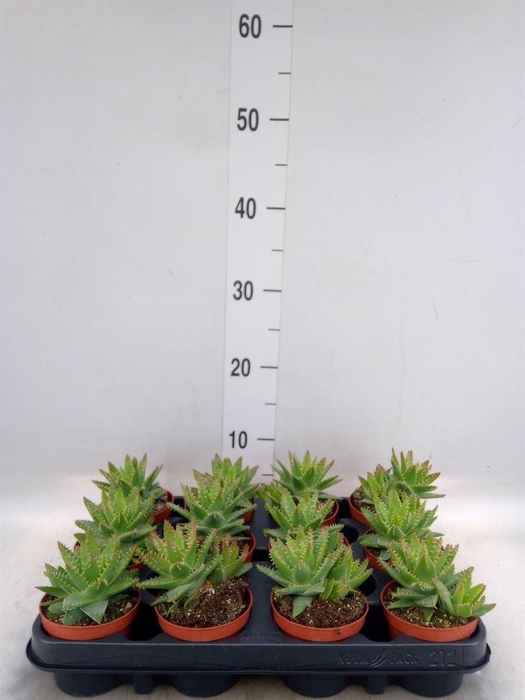 <h4>Aloe brevifolia</h4>