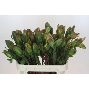 Leucadendron Laurel Yellow Spray