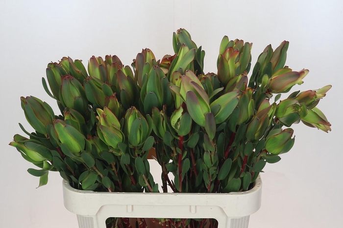 <h4>Leucadendron Laurel Yellow Spray</h4>