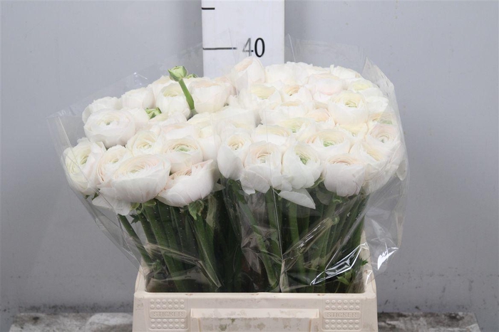 <h4>Ran Su Hanoi</h4>