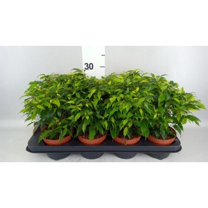 Ficus benja. 'Green Kinky'